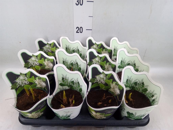 <h4>Convallaria majalis</h4>