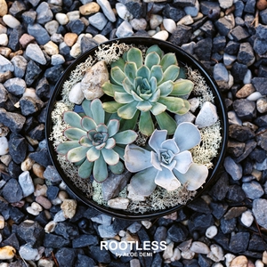 ROOTLESS Echeveria garden, Panda bowl