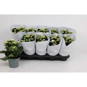 KAL GE PERFECTA WHIT