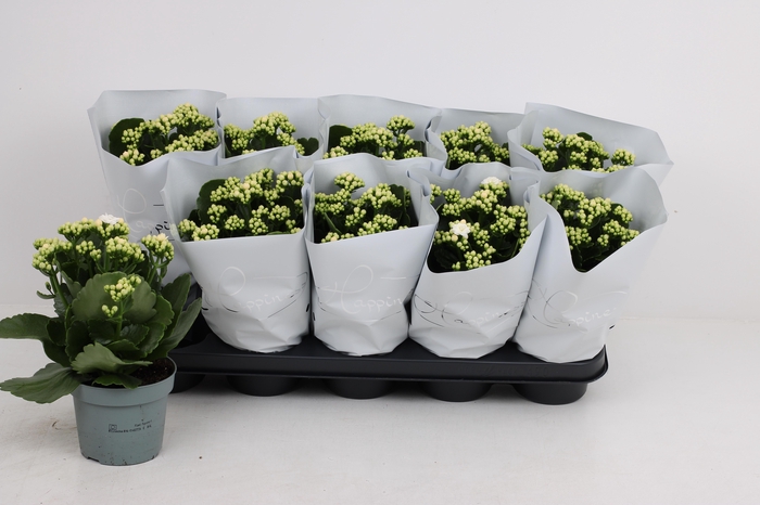 <h4>KAL GE PERFECTA WHIT</h4>