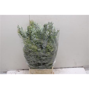 Mimosa Luna D'argento Pbs