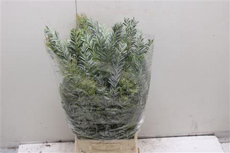 <h4>Mimosa Luna D'argento Pbs</h4>