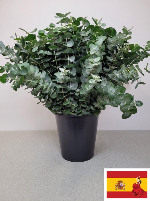 EUC BABY BLUE PER STEEL