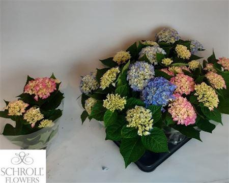 <h4>Hydr M Gem 3+</h4>