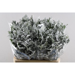 Deco Gr Senecio Maritima(60cm)