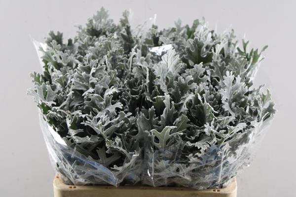 <h4>Deco Gr Senecio Maritima(60cm)</h4>