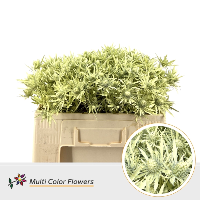 <h4>Eryngium Creme</h4>