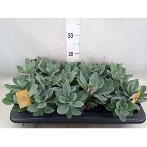 Senecio cephal. 'Mountain Fire'
