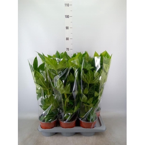 Fatsia japonica   ...