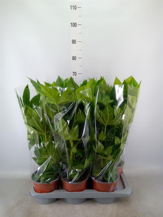 <h4>Fatsia japonica   ...</h4>