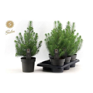 Pinus Silver Crest