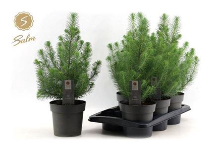 <h4>Pinus Silver Crest</h4>