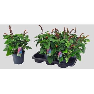 SALVIA  LAKE FLAMING