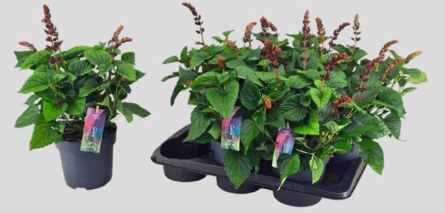 <h4>SALVIA  LAKE FLAMING</h4>