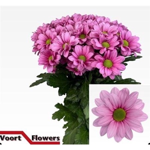 Chr T Ballerinas