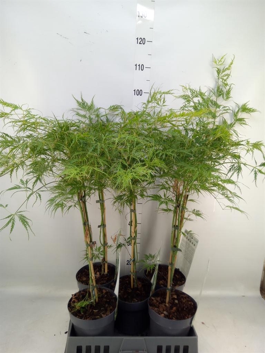 <h4>Acer palmatum 'Dissectum'</h4>