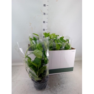 Epipremnum pinn.   HG