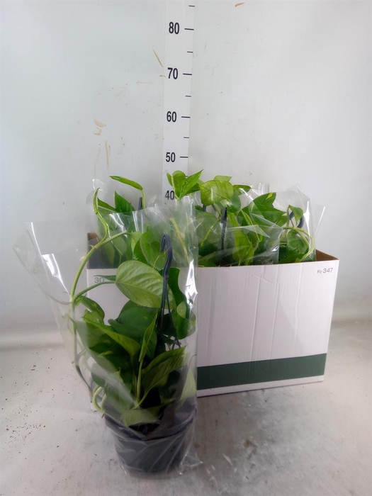 <h4>Epipremnum pinn. HG</h4>