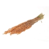 Bunch Avena Frosted Sleeved L-60