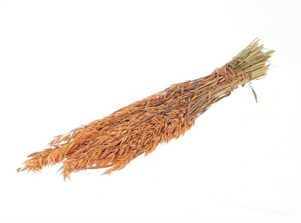 Bunch Avena Frosted Sleeved L-60
