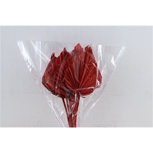 DRY PALM SPEAR MED 5PC RED BUNCH