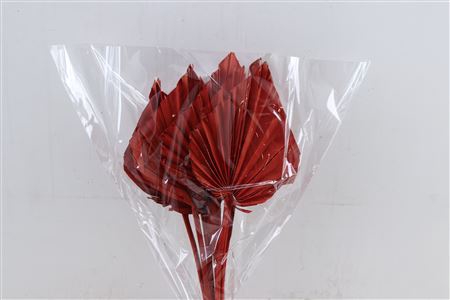 <h4>DRY PALM SPEAR MED 5PC RED BUNCH</h4>