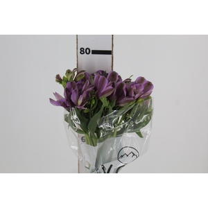 ALSTROEMERIA PLATINA 080 CM