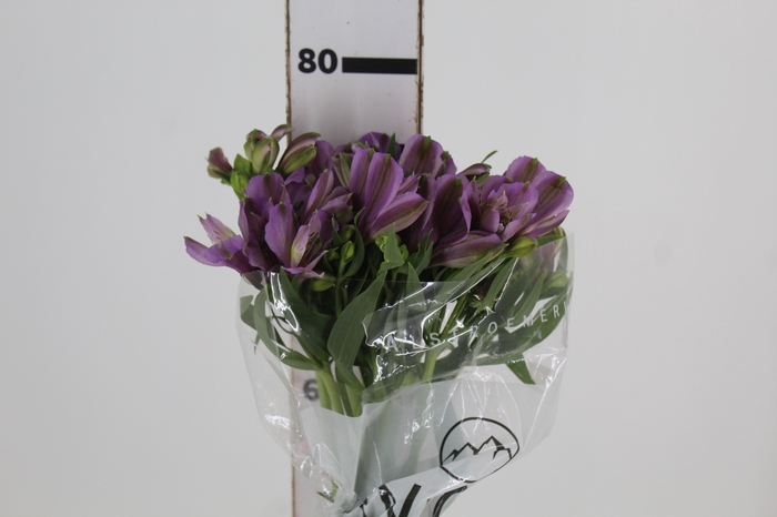 <h4>ALSTROEMERIA PLATINA 080 CM</h4>