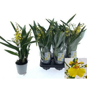 ONCIDIUM OV