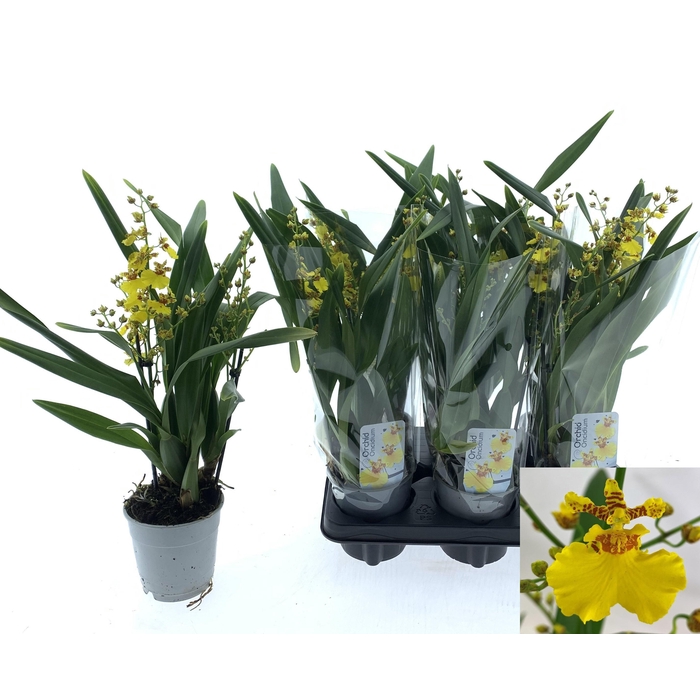 <h4>ONCIDIUM OV</h4>