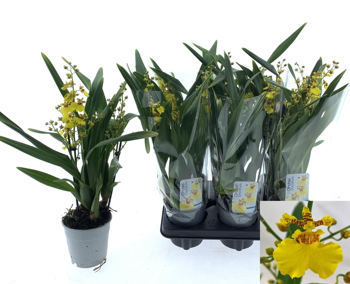 ONCIDIUM OV