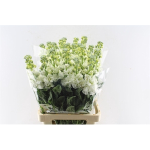 Matth Iron White