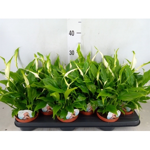 Spathiphyllum  'Chopin'