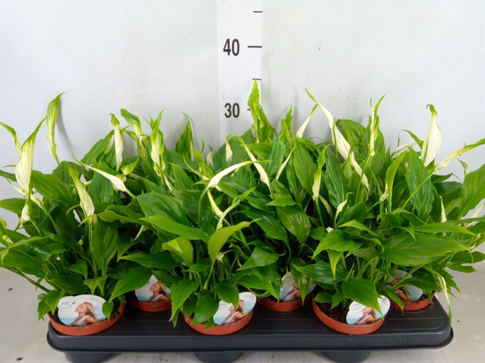 <h4>Spathiphyllum  'Chopin'</h4>
