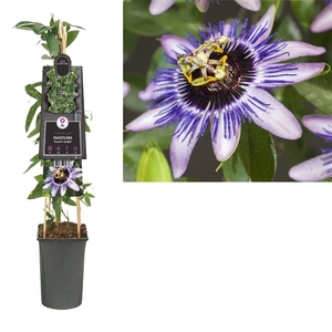 Passiflora 'Damsel's Delight' +3.0 label