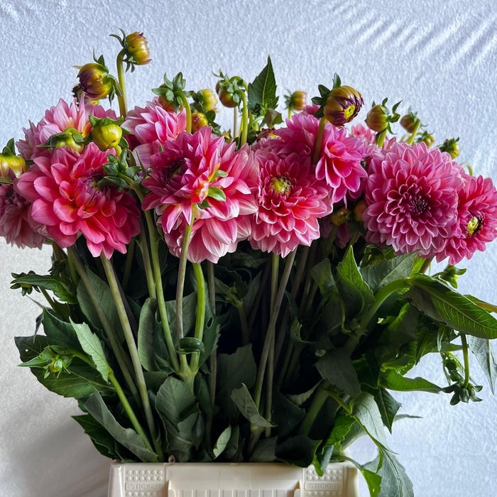 <h4>DAHL DEC PINK RUNNER</h4>