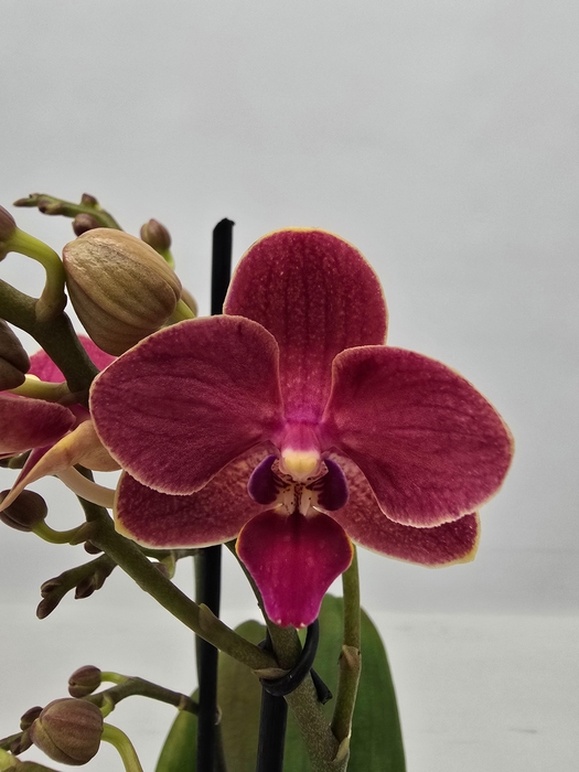 <h4>Limited 19 week 9</h4>