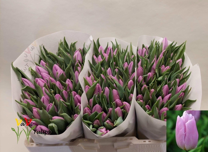 <h4>TU EN CANDY PRINCE</h4>