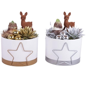 Christmas Arr. Amaryllis Ceramic Pot Metal Starframe Ø16cm 2PP