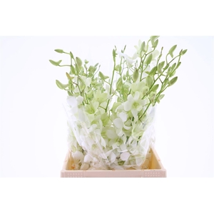 Dendro White Sg