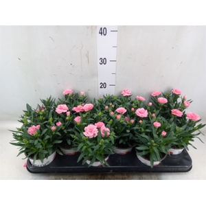 Dianthus  'Oscar Pink'