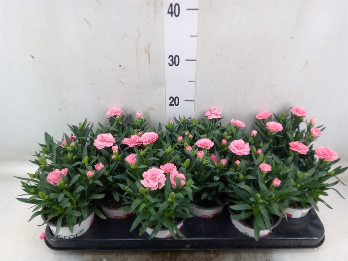 <h4>Dianthus  'Oscar Pink'</h4>