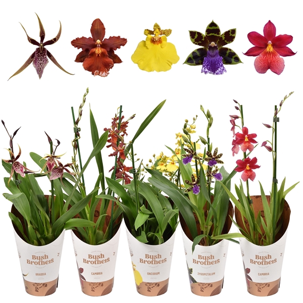 <h4>Orchideeën mix 2 tak kort</h4>