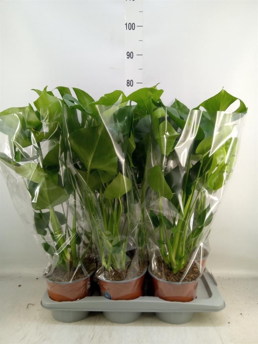 <h4>Monstera delic.</h4>