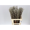 Salix Snow Flake