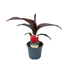 Canna Cannova Bronze Scarlet zonder bloem p 14