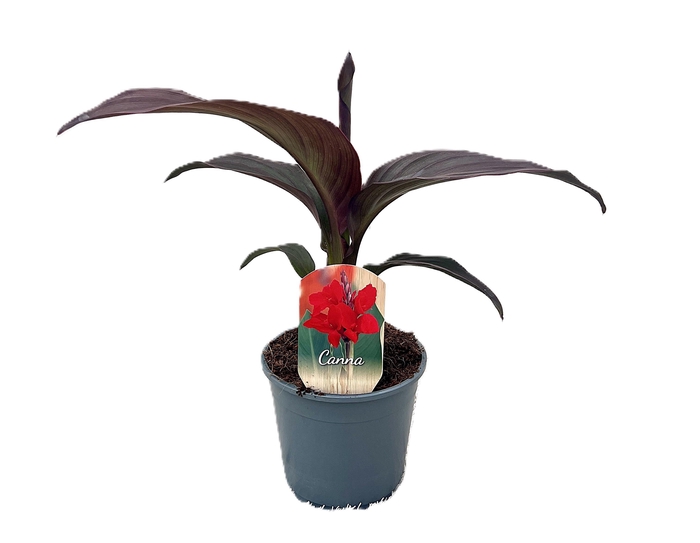<h4>Canna Cannova Bronze Scarlet zonder bloem p 14</h4>