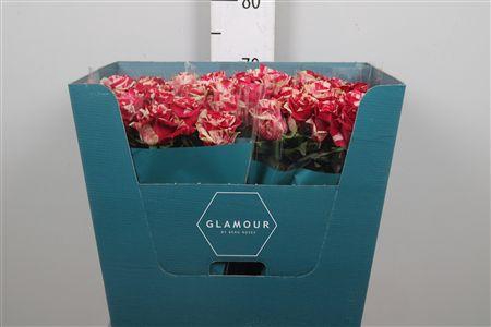 <h4>R Gr Harlequin</h4>