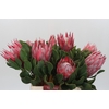 Protea Cynaroides Claire