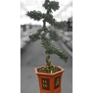 Carmona macrophylla, pot 43 cm., height 150 cm. (single item)
